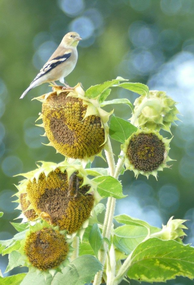 Goldfinch on sunflower