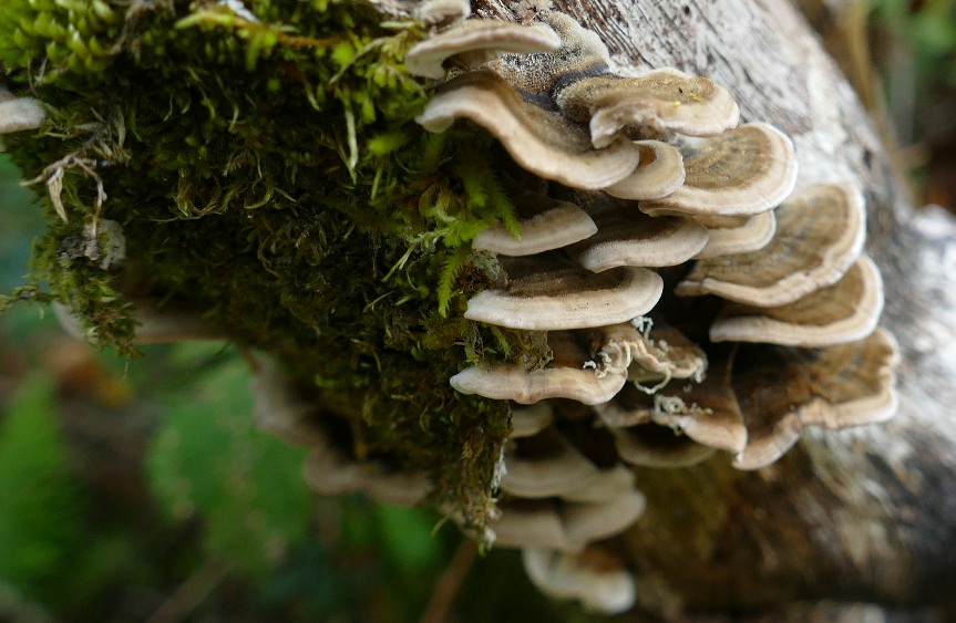 Mushrooms growing on a downed tree