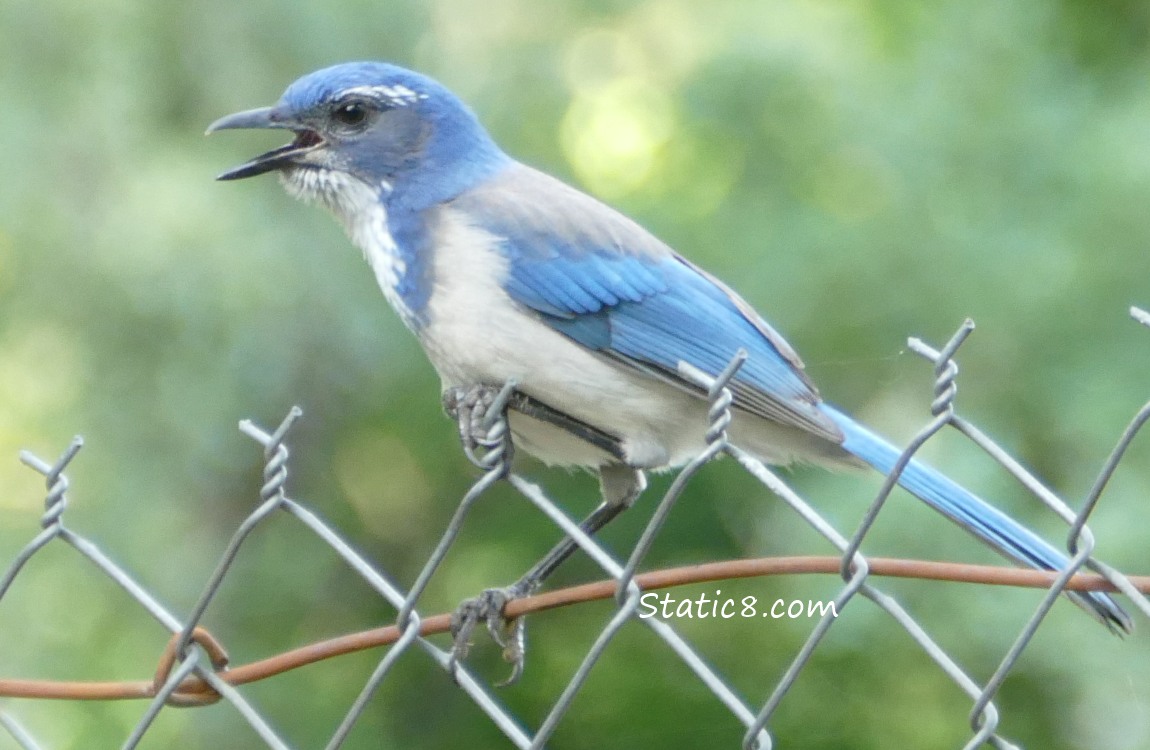 Scrub Jay