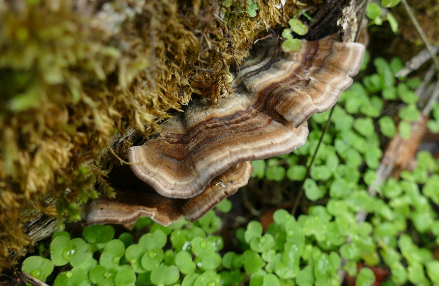 Mushrooms growing on a downed tree