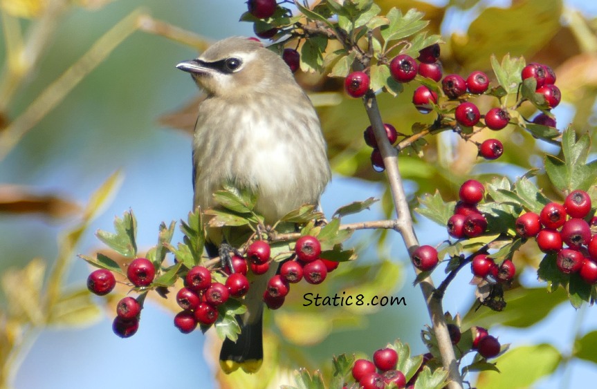 Juvenile Cedar Waxwing with Hawthorn Berries