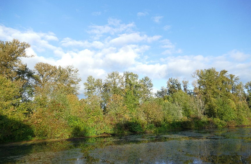 trees and sky at Delta Ponds