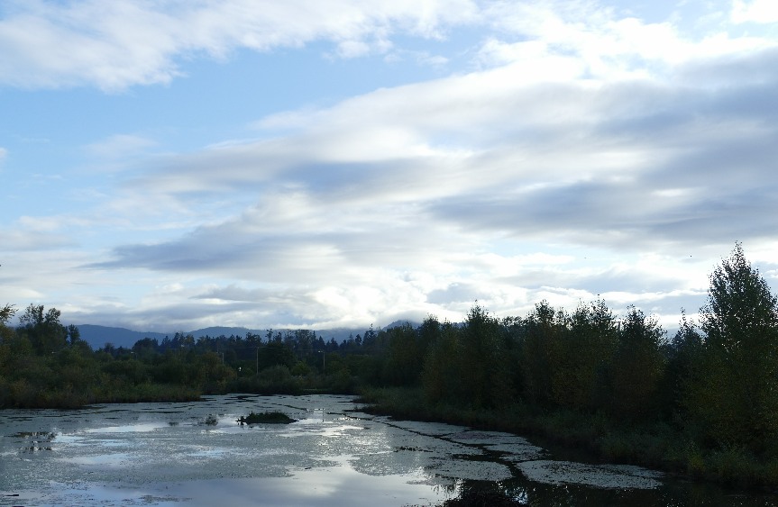 trees and sky at Delta Ponds