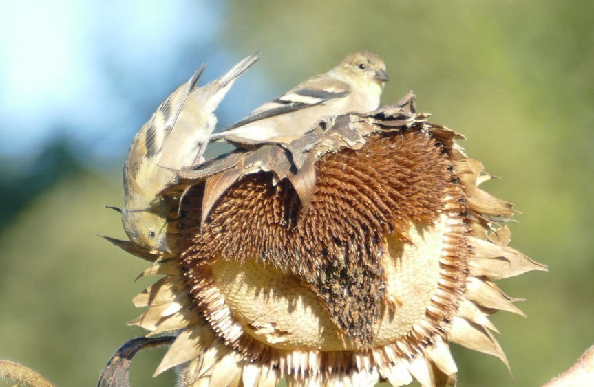 Two Goldfinches on a sunflower head