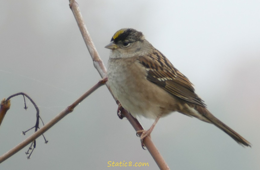 Golden Crowned Sparrow