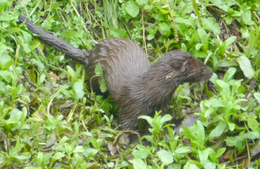 a Mink