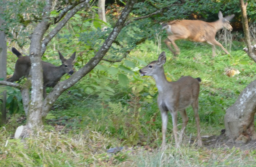 three mule deers, two running one standing