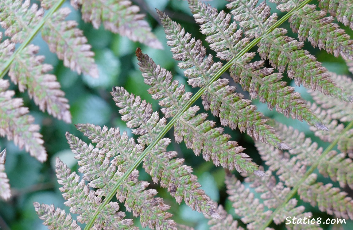 Fern closeup