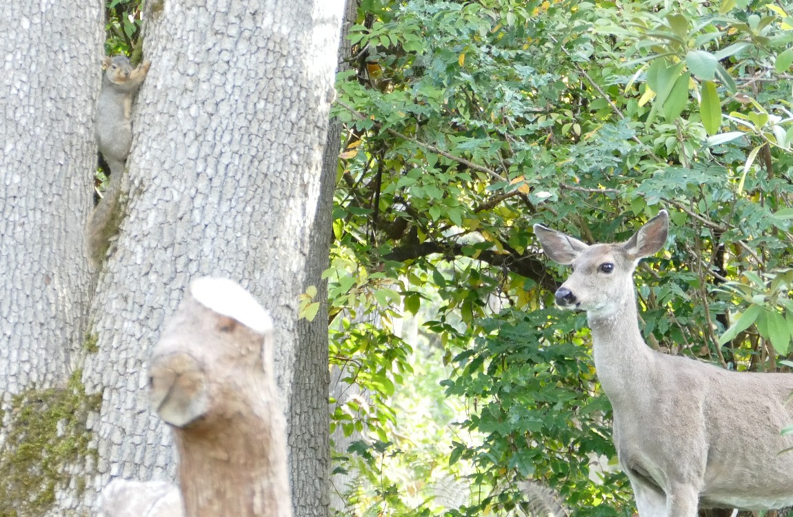 squirrel behind a tree and a deer looking towards him