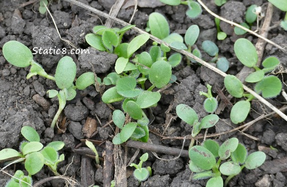 Clover Seedlings