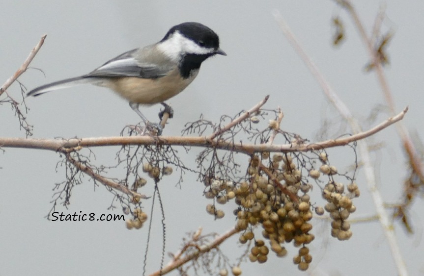 Chickadee