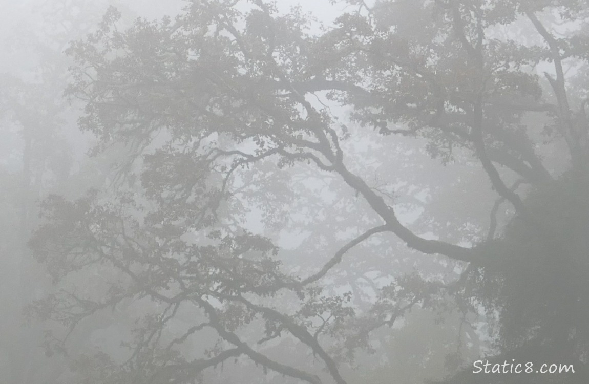 Oak tree branches in fog