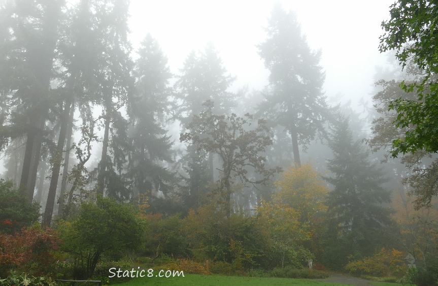 trees in fog