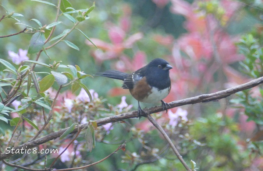 Spotted Towhee