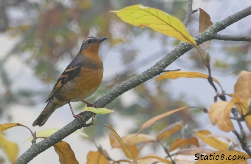 Varied Thrush