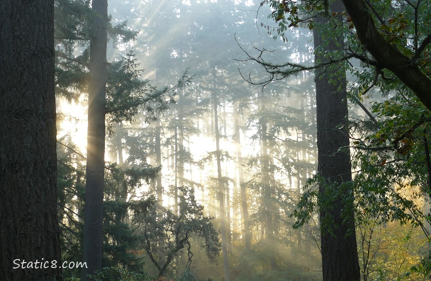 sunshine breaking thru the fog and trees