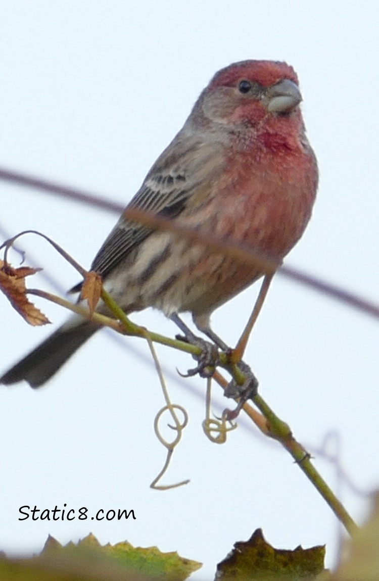 house finch