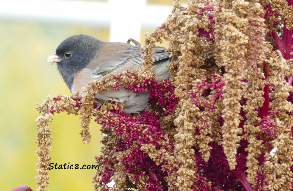 black eyed junco