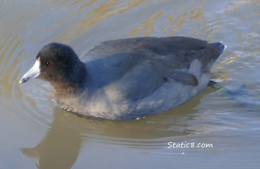 American Coot