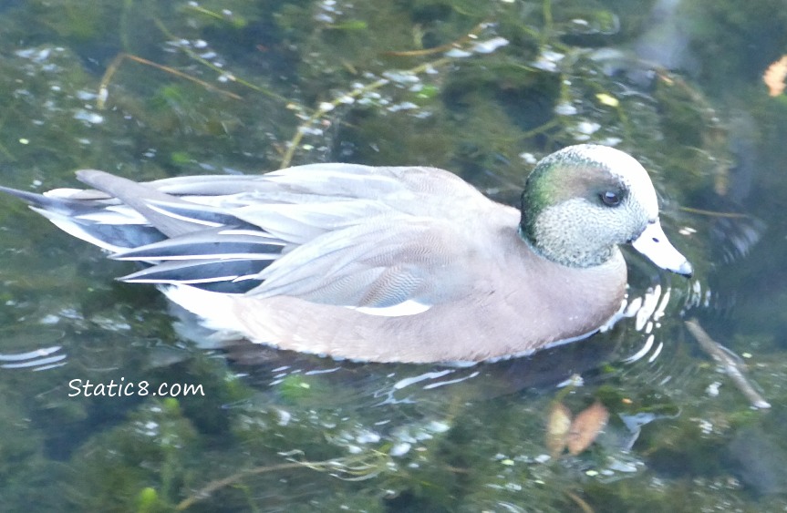 American Wigeon