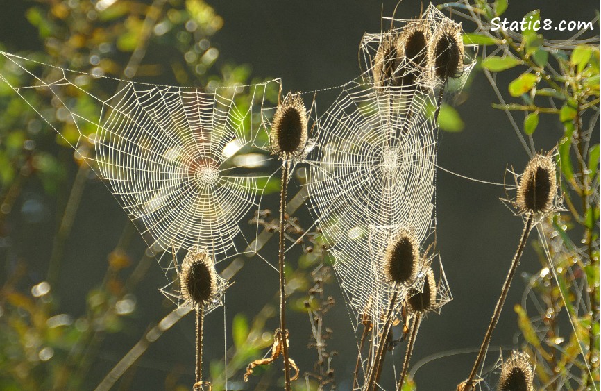 two spider webs