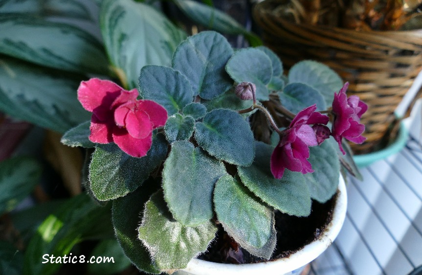 African Violets