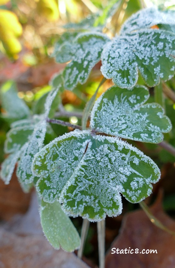 Frost on Columbine leaves
