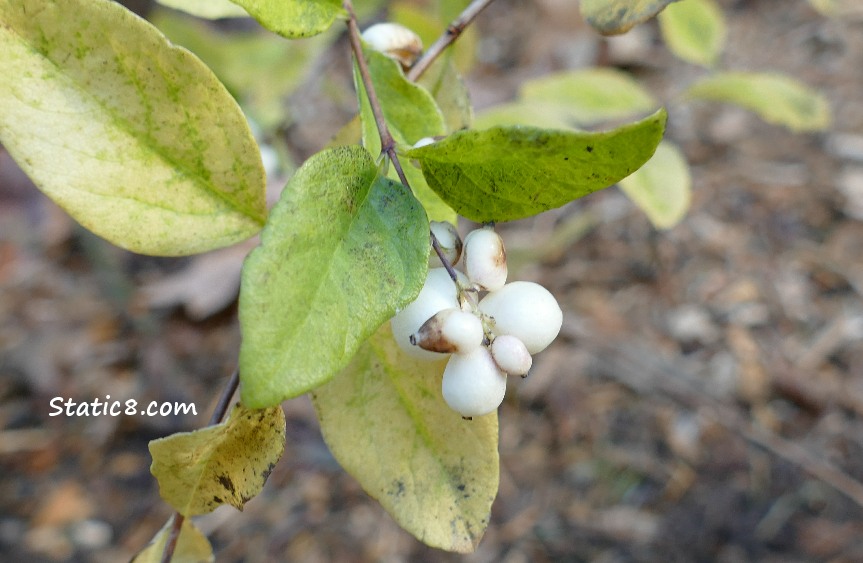 Forest Restoration, Snow Berry