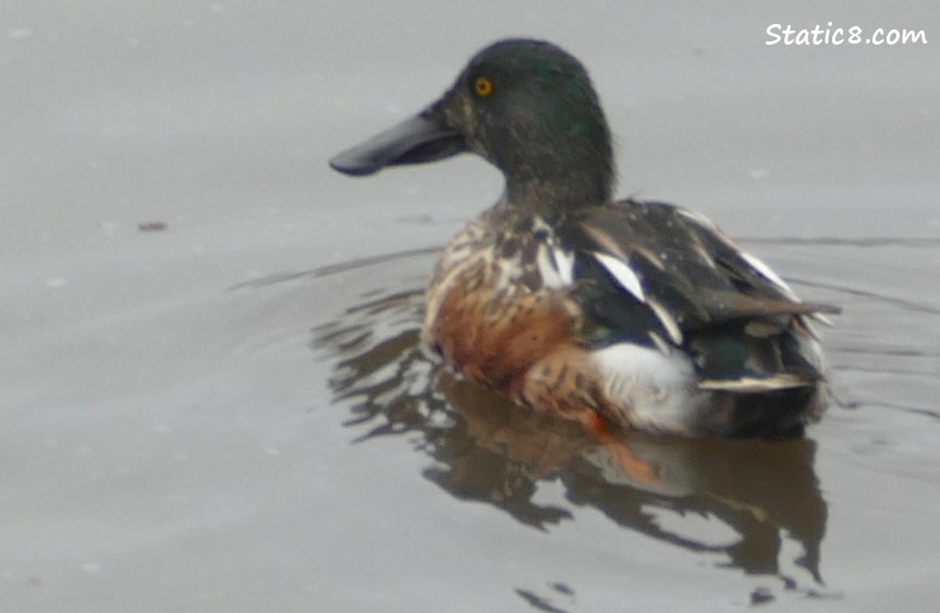 Northern Shoveler