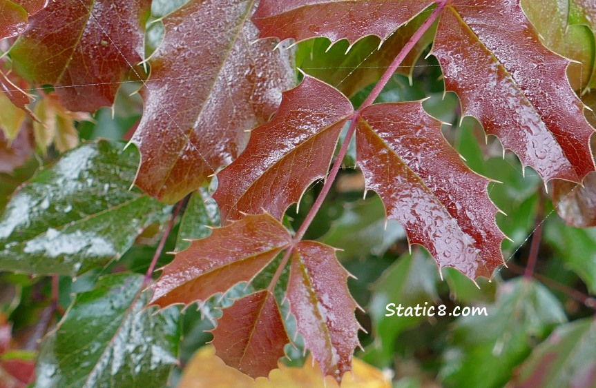 Oregon Grape