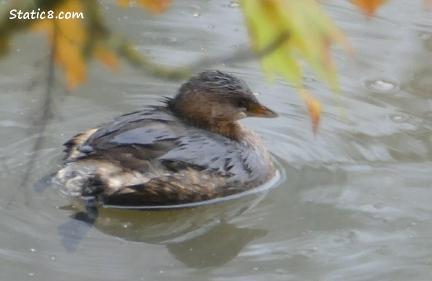 Pied-billed Grebe