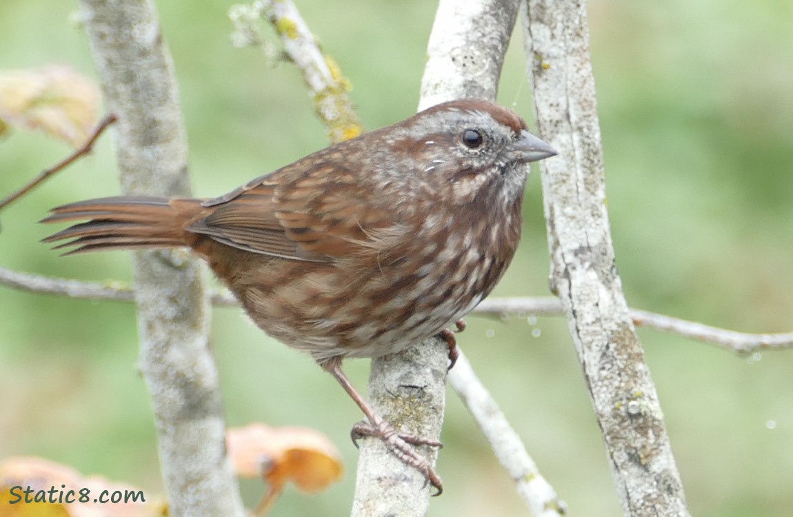 Song Sparrow