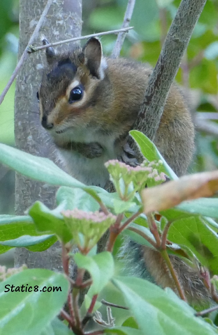 chipmunk on a branch