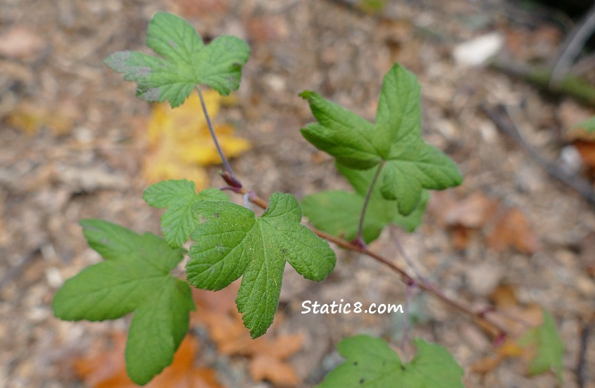 unknown Forest Restoration plant