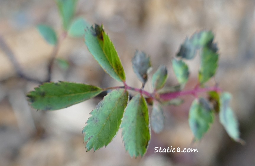 unknown Forest Restoration plant