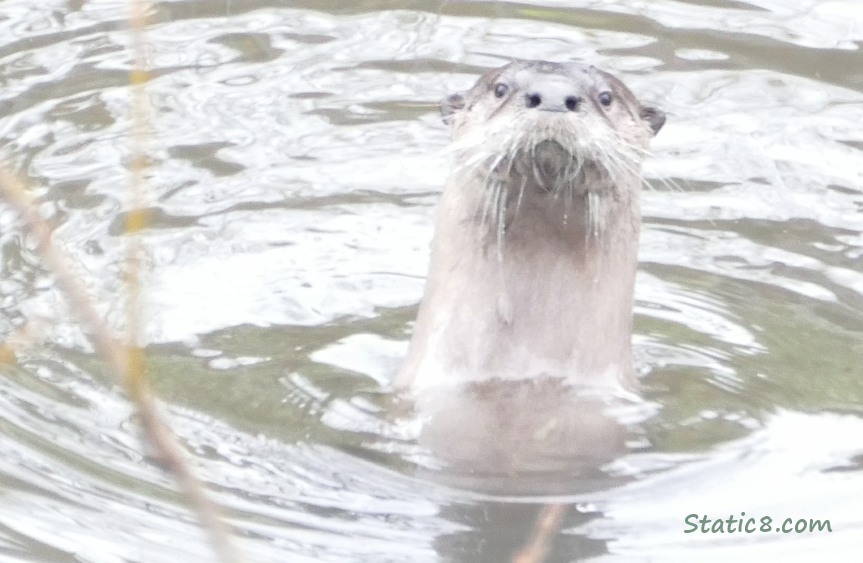 Otter in the creek