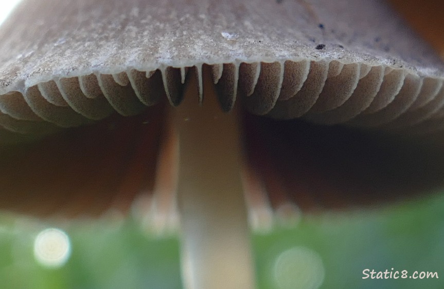 Close up of a mushroom