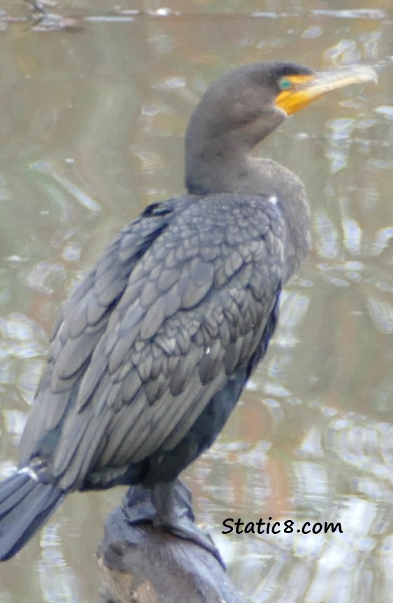 Cormorant with aquamarine eyes