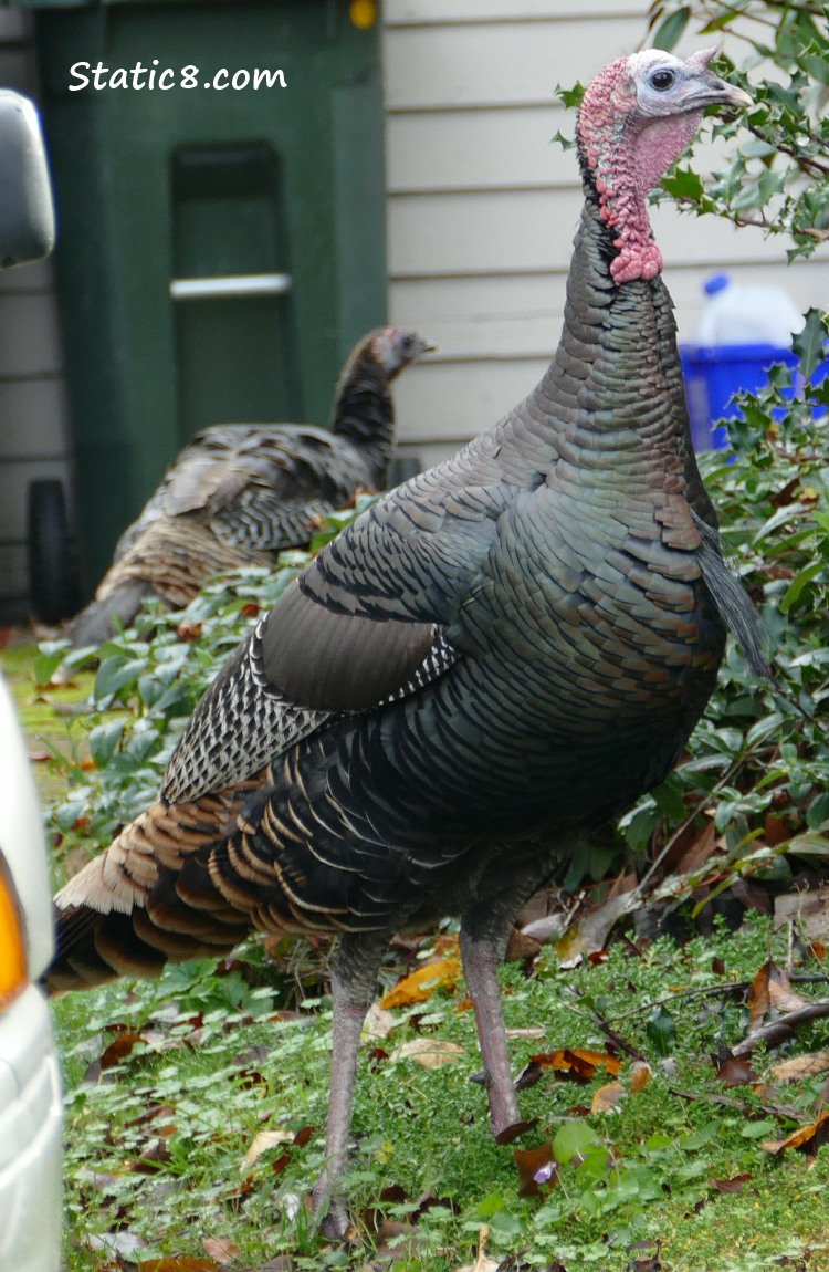 Two wild turkeys in a neighborhood front yard