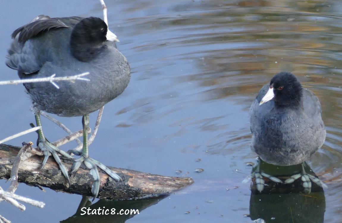 Coot Feet are blue and funny looking