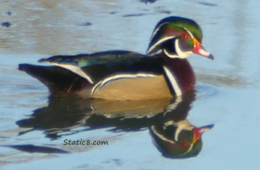 Wood Duck