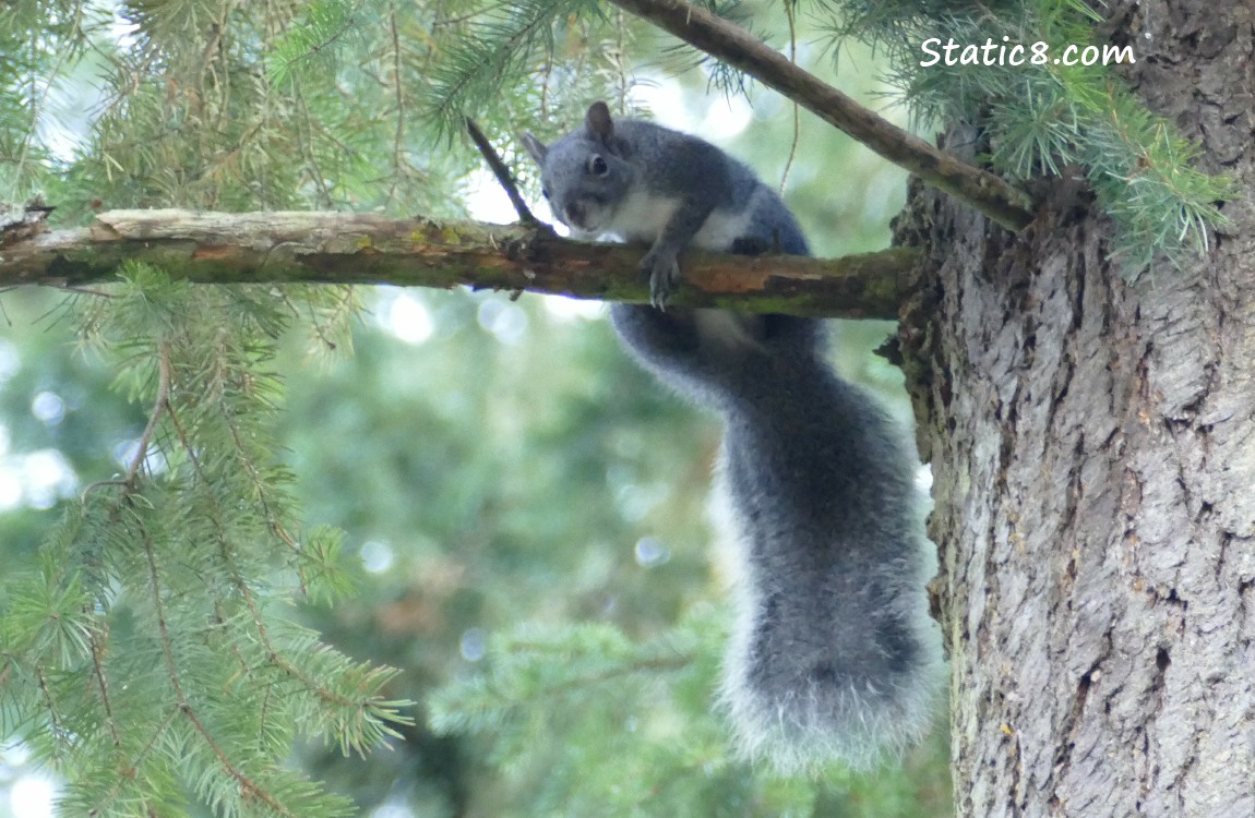 Western Grey Squirrel looking down from a fir tree branch