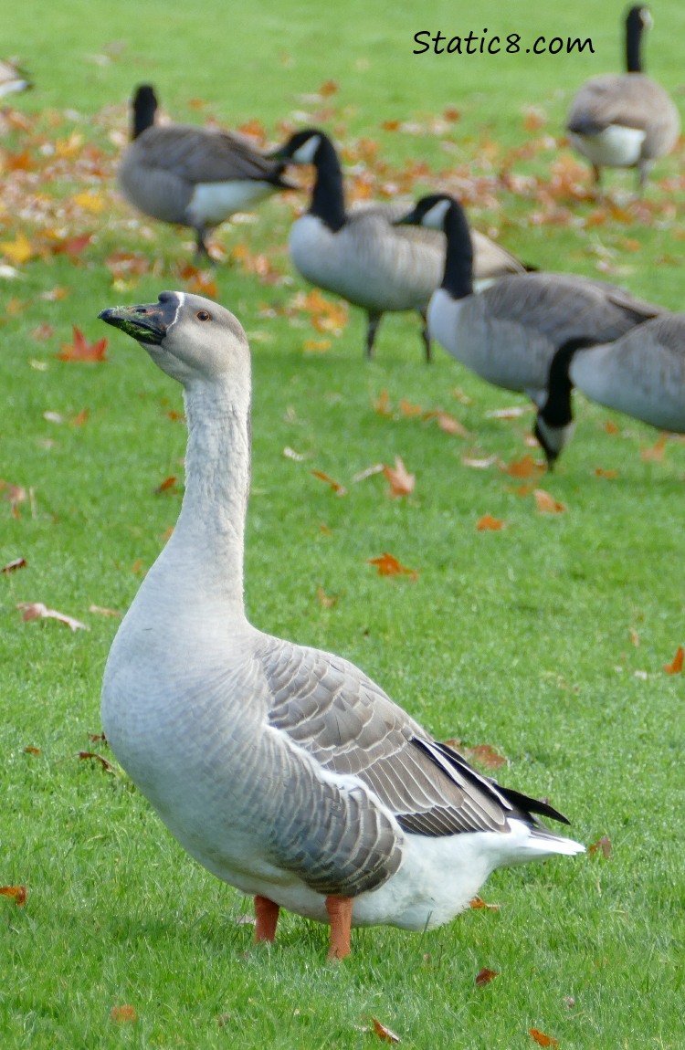 Greylag Goose hanging out in a flock of Canada Geese