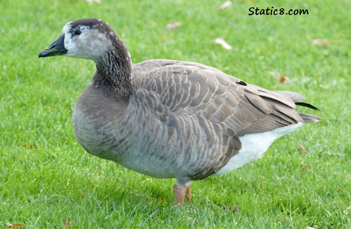 Greylag Hybrid