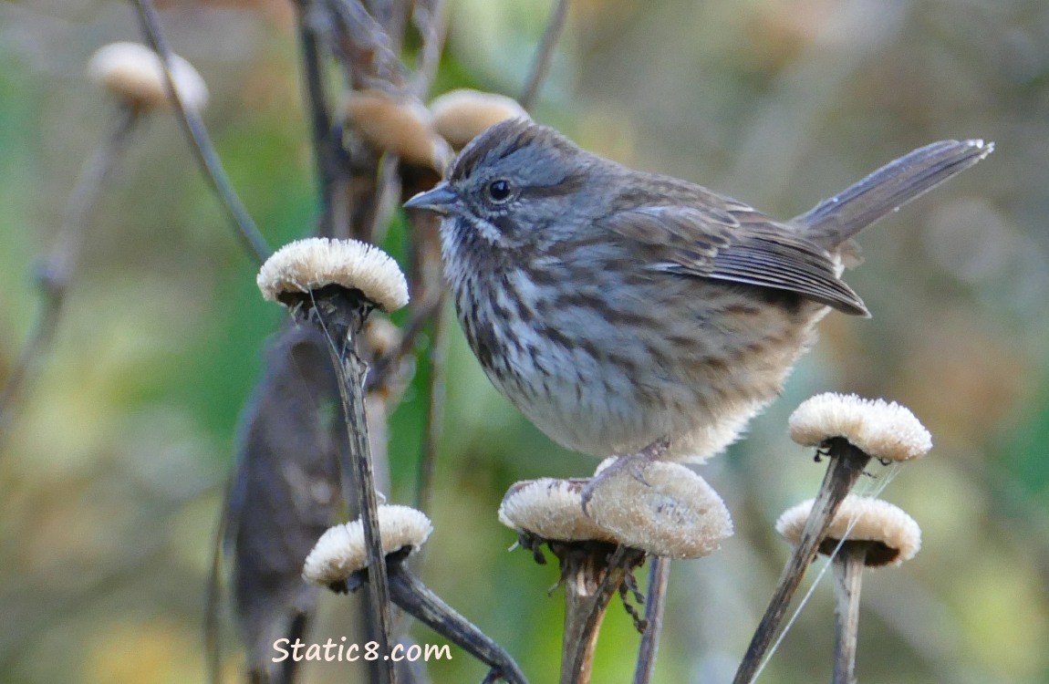 Song Sparrow on dried flowers