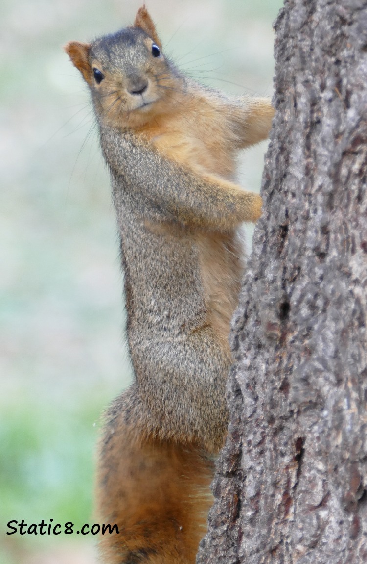 Eastern Fox Squirrel looking from a tree trunk