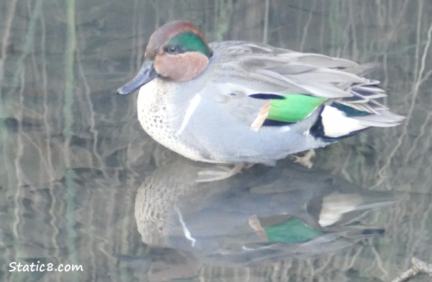 Male Green-Winged Teal