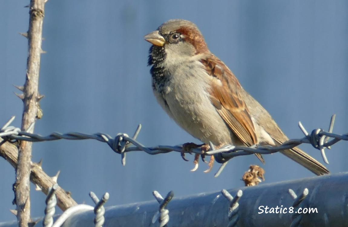 House Sparrow standing on barbed wire