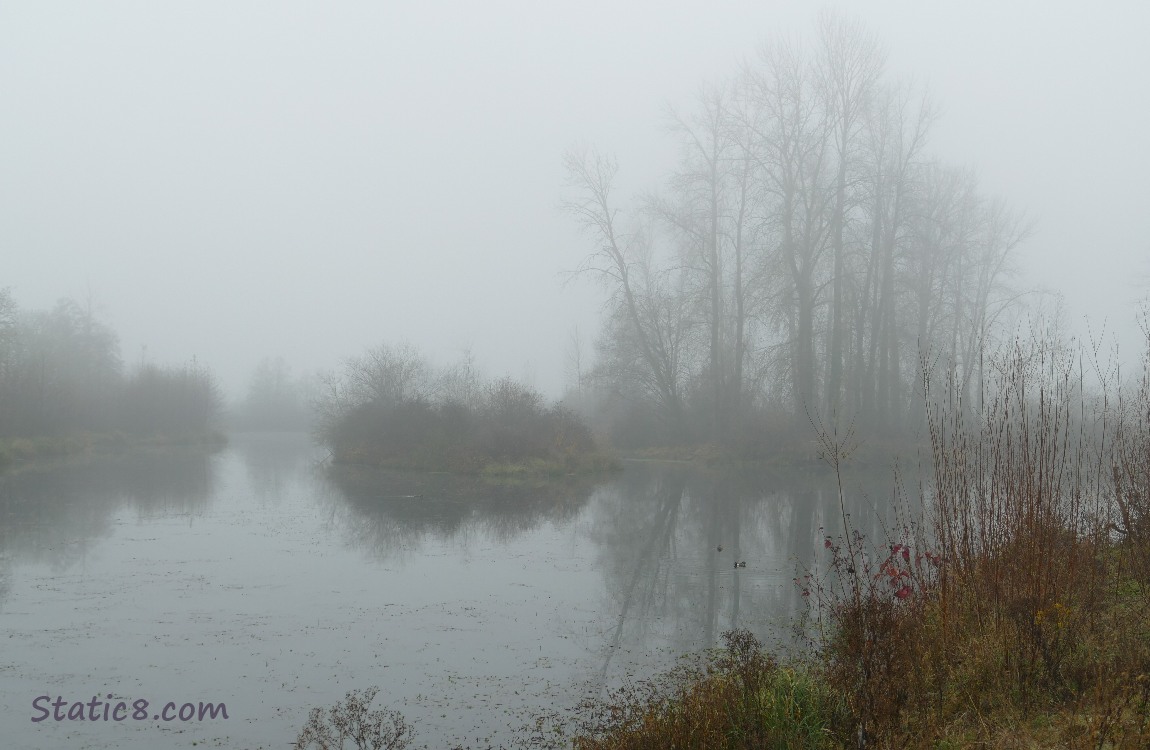 fog over the Delta Ponds