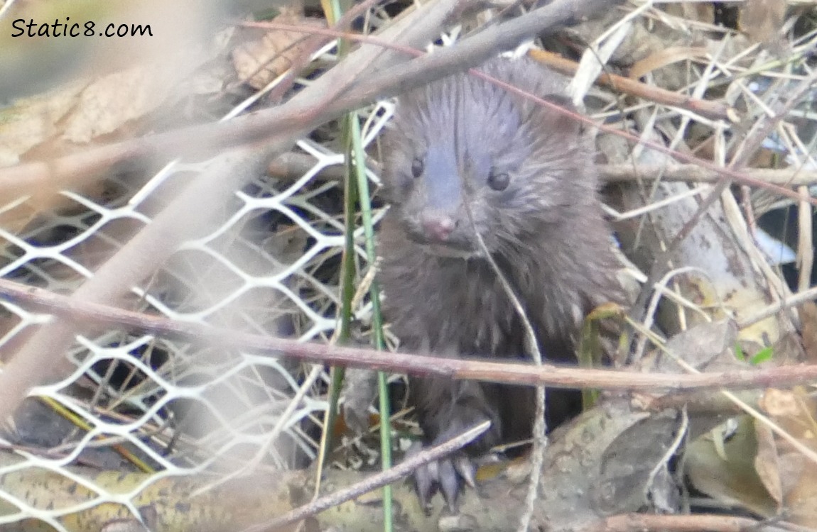 Mink hiding in the brush